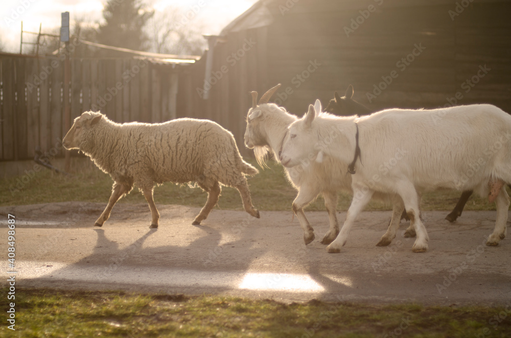 Fototapeta premium sheep and goats at sunset walking on the path