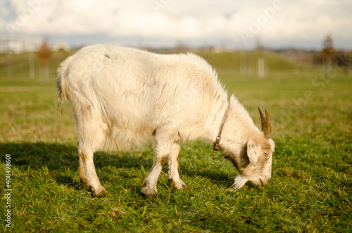 white goat in the meadow in the park