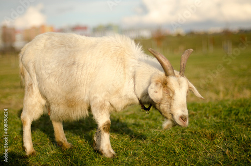 white goat grazes on the grass in the park photo