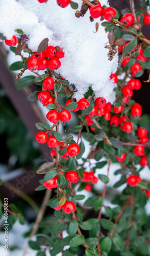 Piece of Scandinavian cotoneaster twig with vibrant red fruits on the clear white background (table or snow)