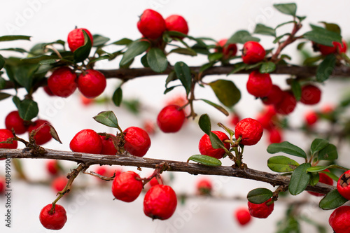 Piece of Scandinavian cotoneaster twig with vibrant red fruits on the clear white background (table or snow)