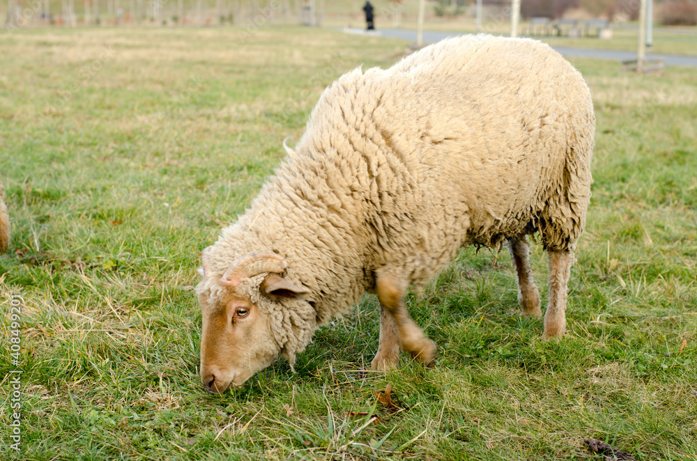 sheep grazing in the meadow in the park sheep grazing in the meadow in the park