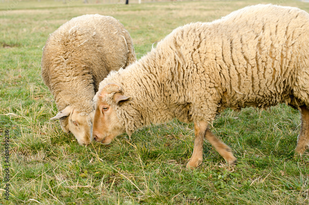sheeps grazing in the meadow in the park sheeps grazing in the meadow in the park
