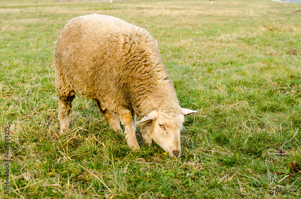 sheep grazing in the meadow in the park sheep grazing in the meadow in the park