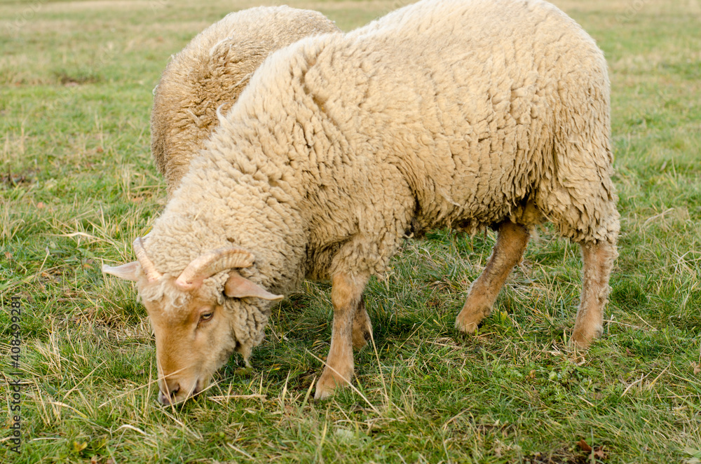 sheeps grazing in the meadow in the park sheeps grazing in the meadow in the park