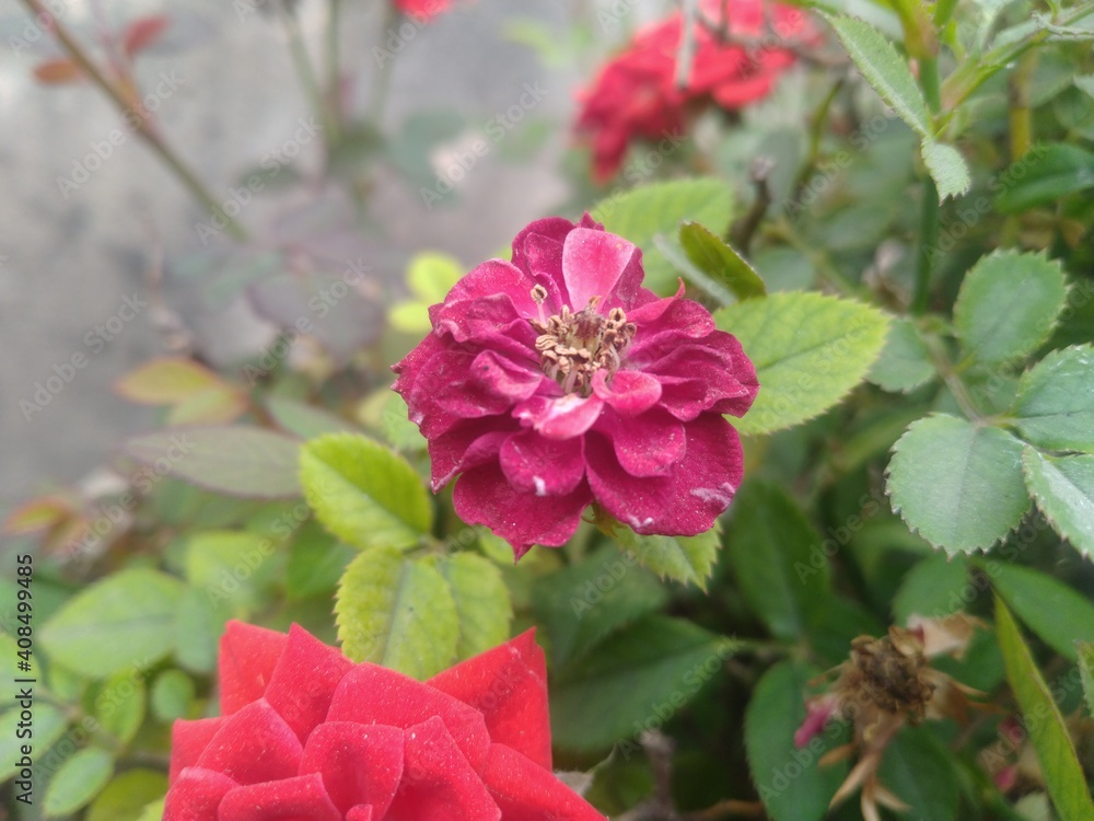 Fototapeta premium Red Rose Flower