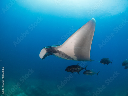 Oceanic manta ray swimming with Giant trevally (Koh Tachai Plateau, Similan National Park, Thailand)