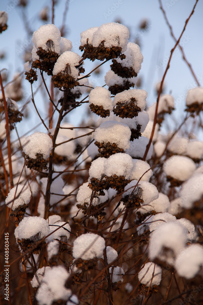 winter landscape dried plant with fruits covered with snow winter landscape dried plant with fruits covered with snow