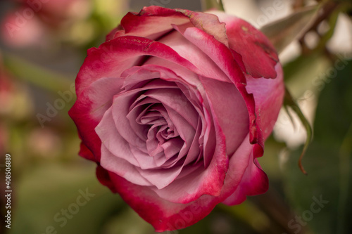 Close up of a single pink rose. Beautiful natural flower