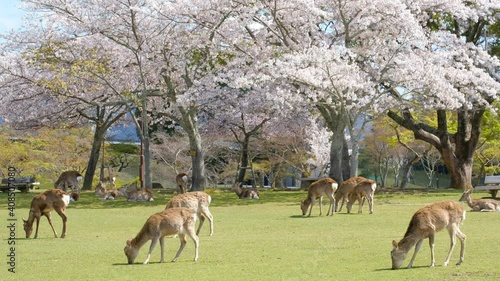 動画素材：桜と奈良公園の鹿