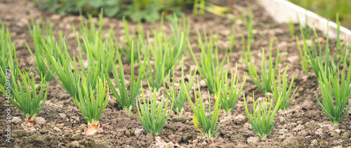 Agriculture, beds with young green plantings and plants on the farm. Rows of young onions - Image