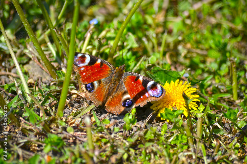 Aglais io - Peacock butterfly Aglais io - Peacock butterfly