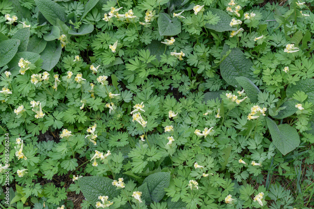 Crested lark flowers (lat.Corydalis bracteata) for the backdrop. A relict species of primrose. White-yellow flowers, green leaves. Crested lark flowers (lat.Corydalis bracteata) for the backdrop. A relict species of primrose. White-yellow flowers, green leaves.