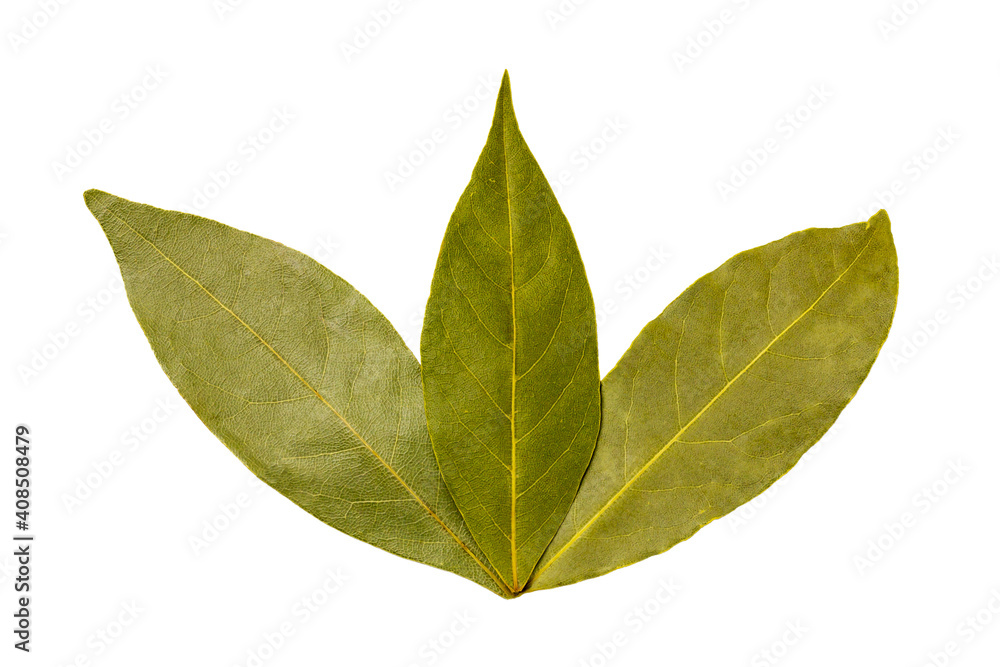 Fototapeta premium Bay leaf isolated on white background. Dry bay leaves for seasoning, spice. Fragrant laurel leaves