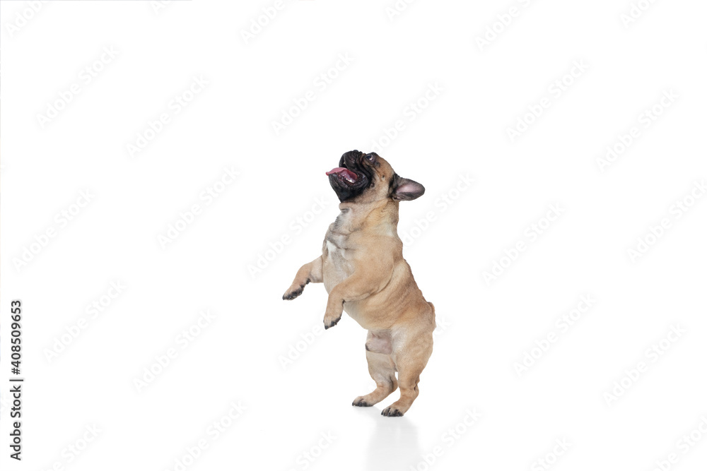 Attented. Young French Bulldog is posing. Cute doggy or pet is playing, running and looking happy isolated on white background. Studio photoshot. Concept of motion, movement, action. Copyspace.
