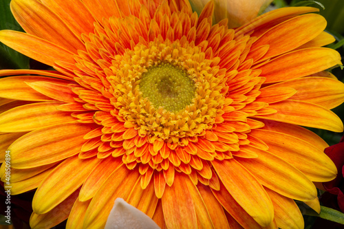 Close-up of orange gerbera flower  beautiful flower background