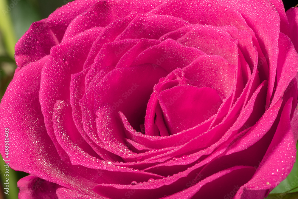 Macro shot o frose flower petal with water droplets, abstract floral backgrounds. Macro shot o frose flower petal with water droplets, abstract floral backgrounds.