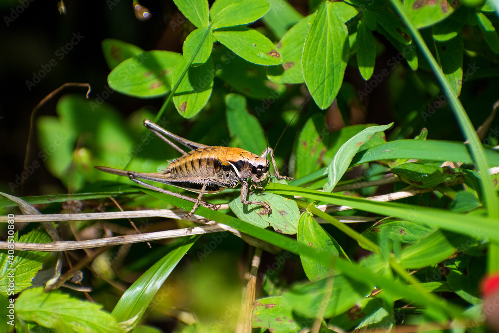 Pholidoptera transsylvanica - Cosasul transilvanean Pholidoptera transsylvanica - Cosasul transilvanean