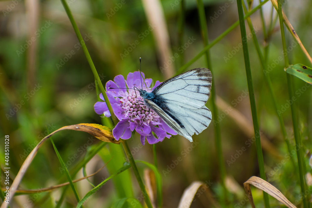 Pieris bryoniae - the dark-veined white Pieris bryoniae - the dark-veined white