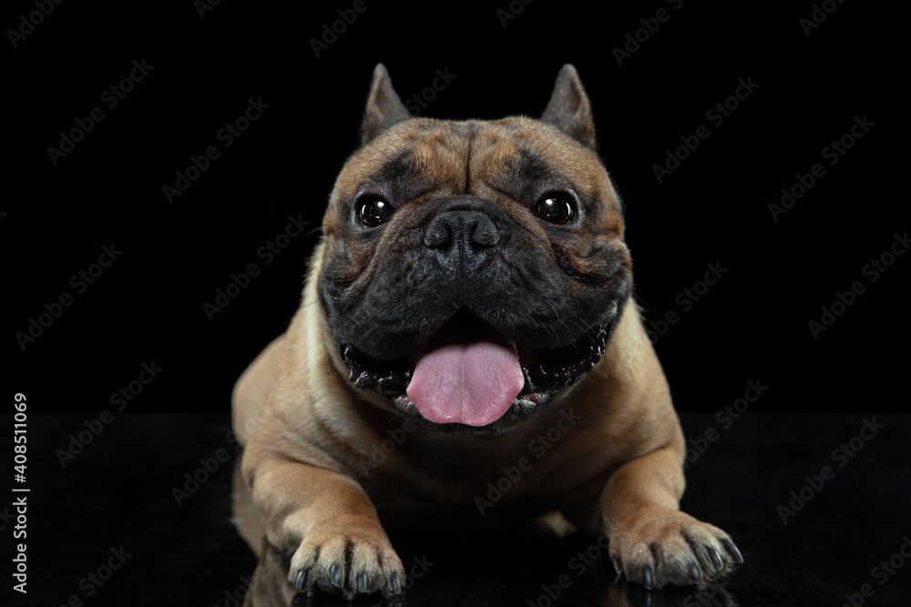 Celebrity. Young French Bulldog is posing. Cute doggy or pet is playing, running and looking happy isolated on black background. Studio photoshot. Concept of motion, movement, action. Copyspace.