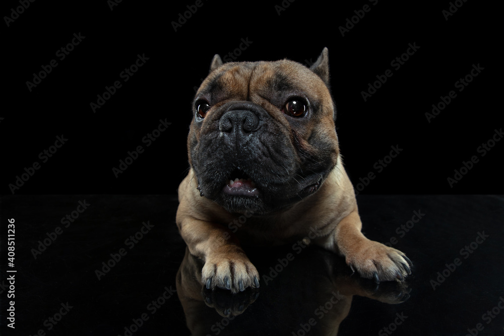 Attention. Young French Bulldog is posing. Cute doggy or pet is playing, running and looking happy isolated on black background. Studio photoshot. Concept of motion, movement, action. Copyspace.