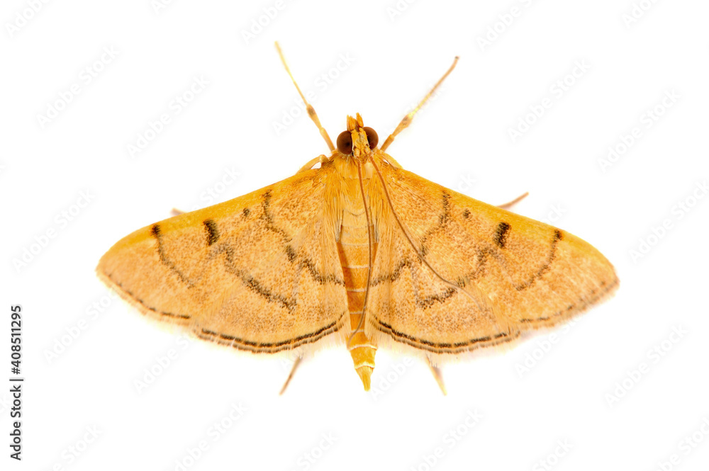 Naklejka premium Small Brown Moth Isolated on White Background