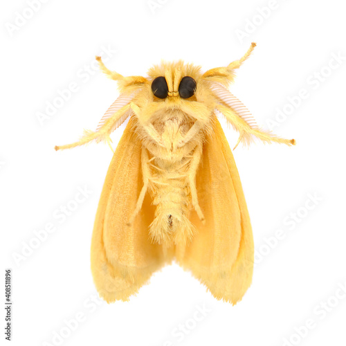 Nygmia Moth Isolated on White Background photo