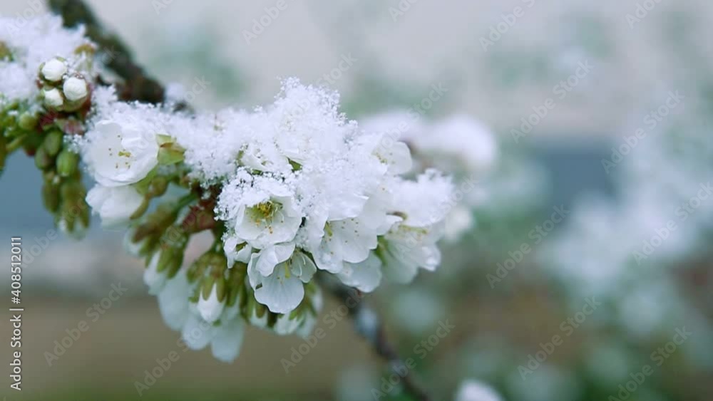 Spring cherry buds covered in snow. Spring cherry buds covered in snow.