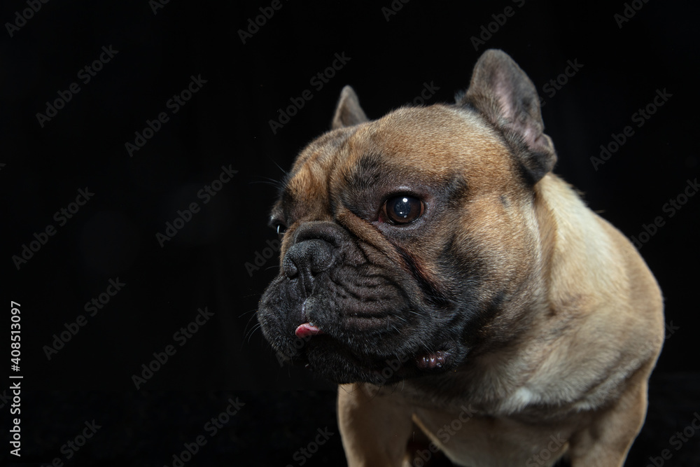 Little sad. Young French Bulldog is posing. Cute doggy or pet is playing, running and looking happy isolated on black background. Studio photoshot. Concept of motion, movement, action. Copyspace.