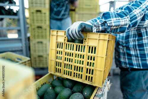 Farmers loading the truck with full avocado´s boxes