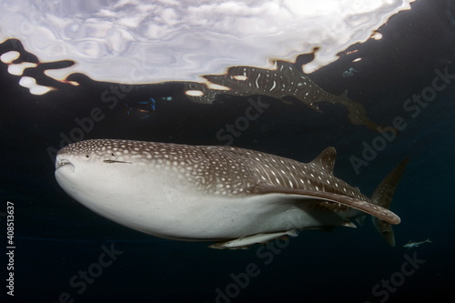 Whale Shark in Cenderawasih Bay West Papua photo