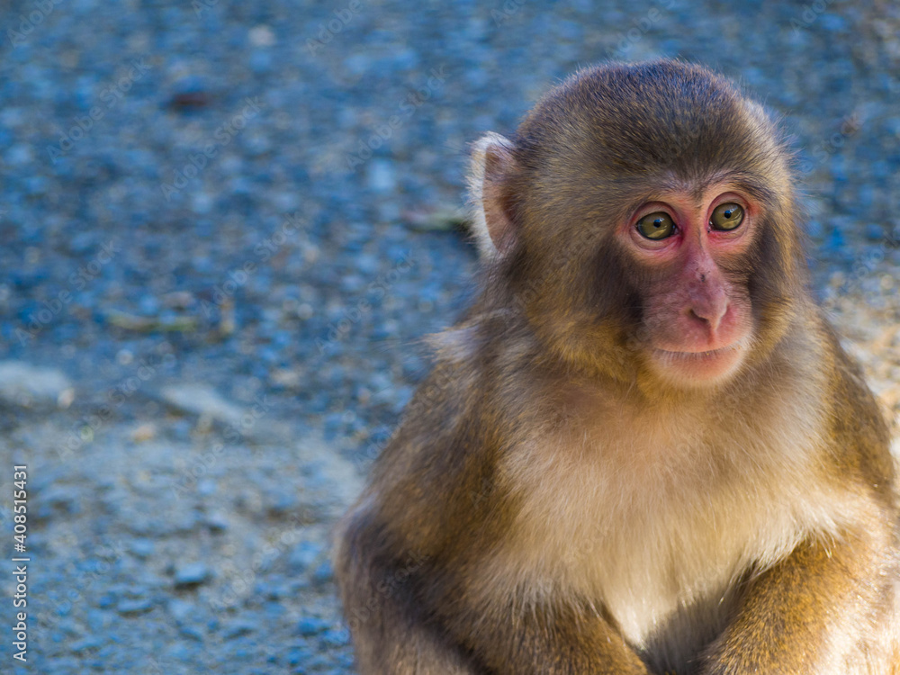 Naklejka premium 大分県高崎山自然動物園のサルたち