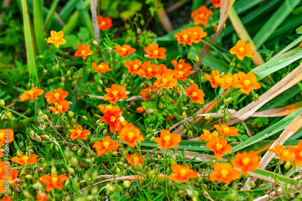 Helianthemum 'John Lanyon' an orange red herbaceous springtime summer flower plant commonly known as rock rose, stock photo image Helianthemum 'John Lanyon' an orange red herbaceous springtime summer flower plant commonly known as rock rose, stock photo image