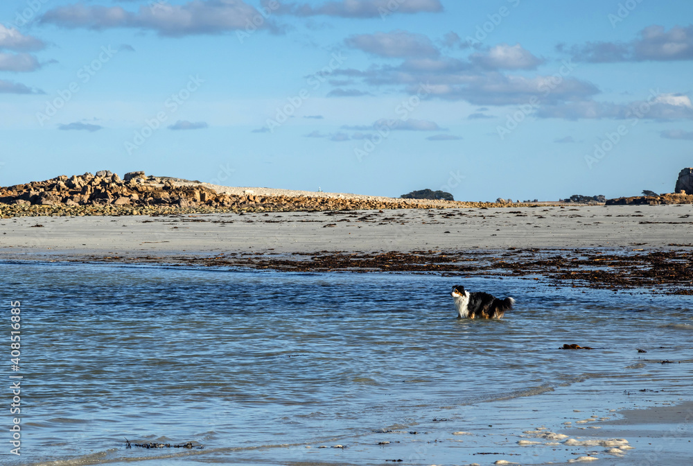 Australian Shepherd Dog walking in the sea