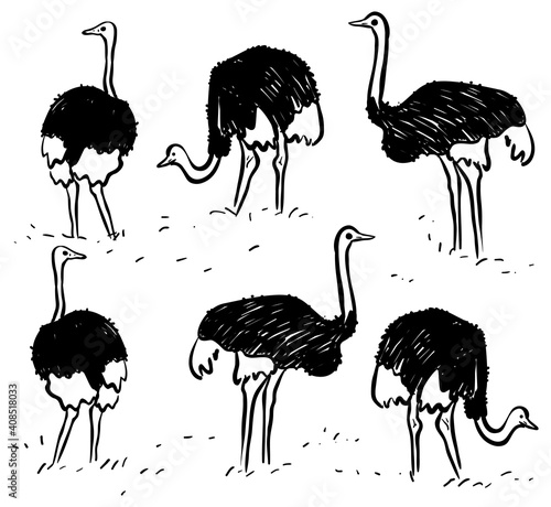 Ostrich stock illustration Vector
