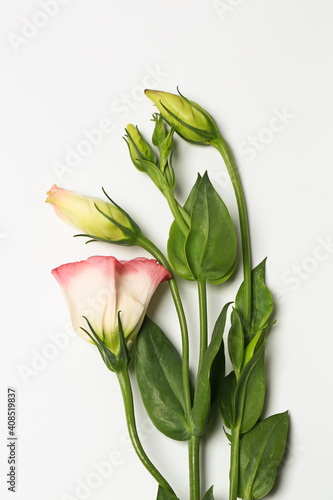 delicate spring flowers on a white background