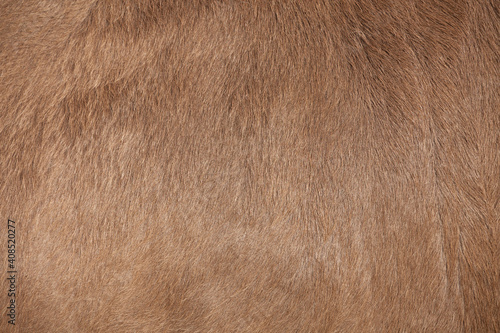 brown body texture from a bovine