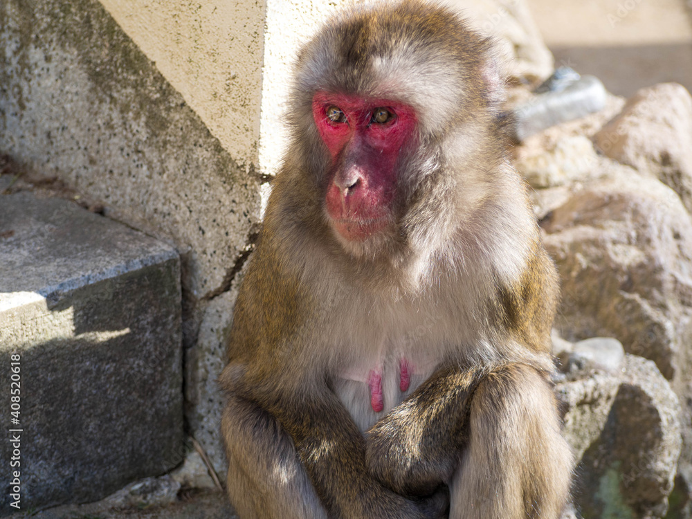 大分県高崎山自然動物園のサルたち 大分県高崎山自然動物園のサルたち