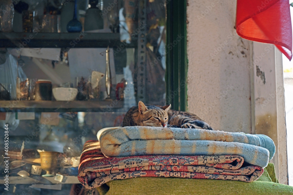 A cat sleeping on blanket, carpet . Background is a thrift shop.                               