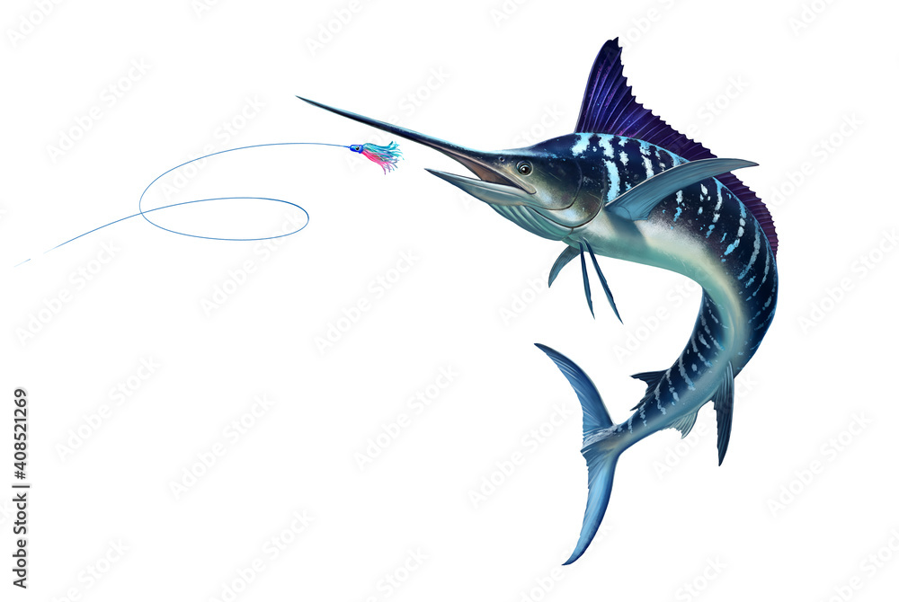 Fototapeta premium Striped marlin attack Bait Sea Swim Squids. Fish sword Realistic isolated illustration.