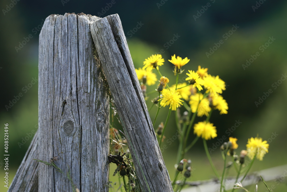 Detail of old wooden fence with yellow flowers in background Detail of old wooden fence with yellow flowers in background