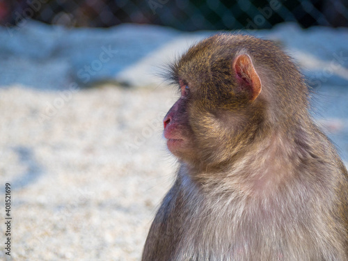 大分県高崎自然動物園の凛々しいイケメンニホンザルの横顔