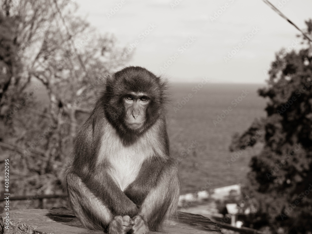 Obraz premium なつかしさを感じるセピア色の写真 大分県高崎山自然動物園のサルたち