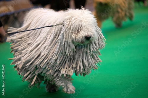 Komondor at a dog show photo