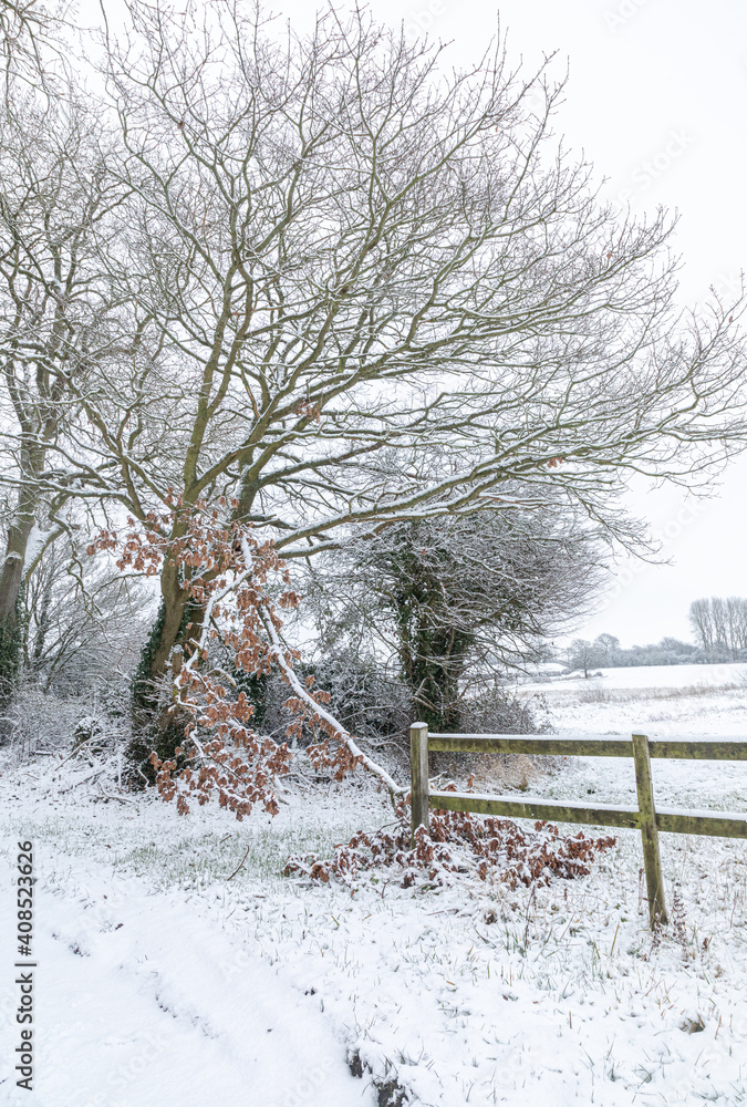 Snow Covered Trees In The Rural Landscape Around Chetwode In Buckinghamshire