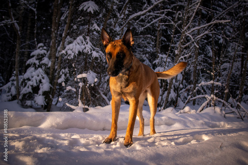 malinois on the sun