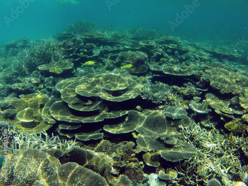 coral reef in the ocean with fishes
