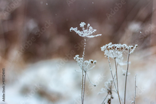Hoarfrost herbs on sunny winter day © Anatoly