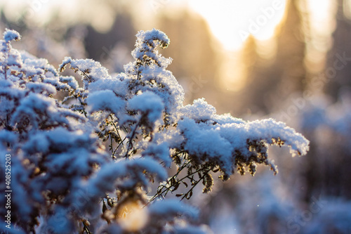 Hoarfrost herbs on sunny winter day
