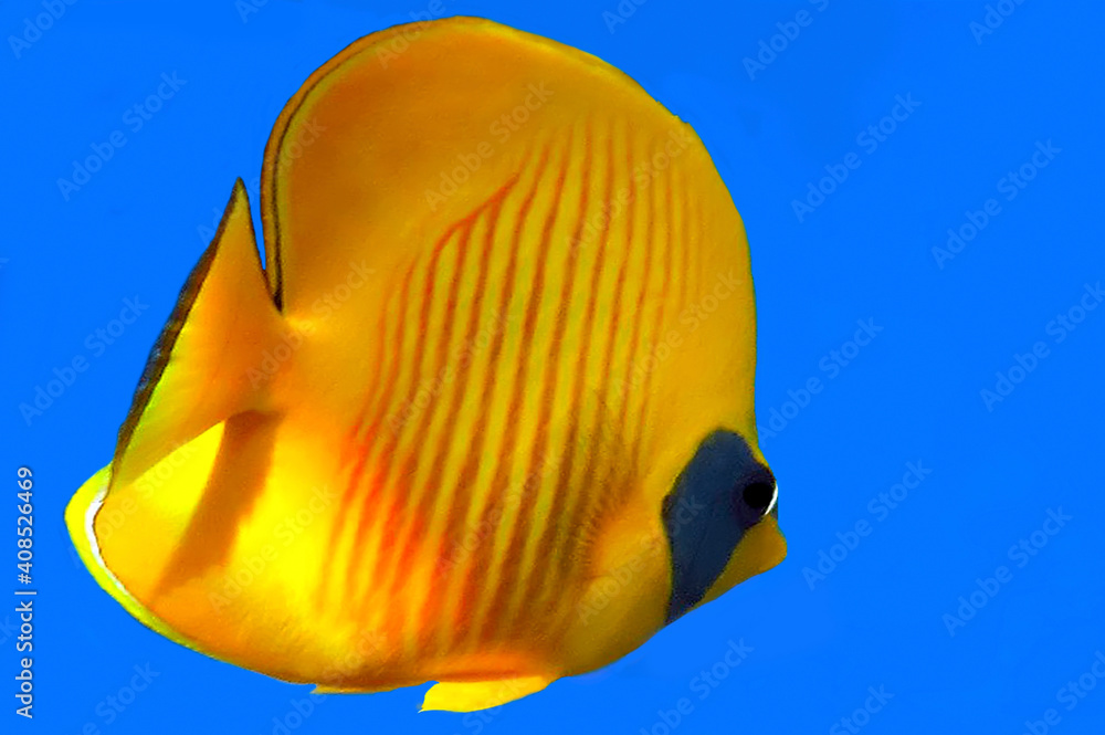 Naklejka premium Colorful coral reef with hard corals at the bottom of tropical Sea. Red Sea